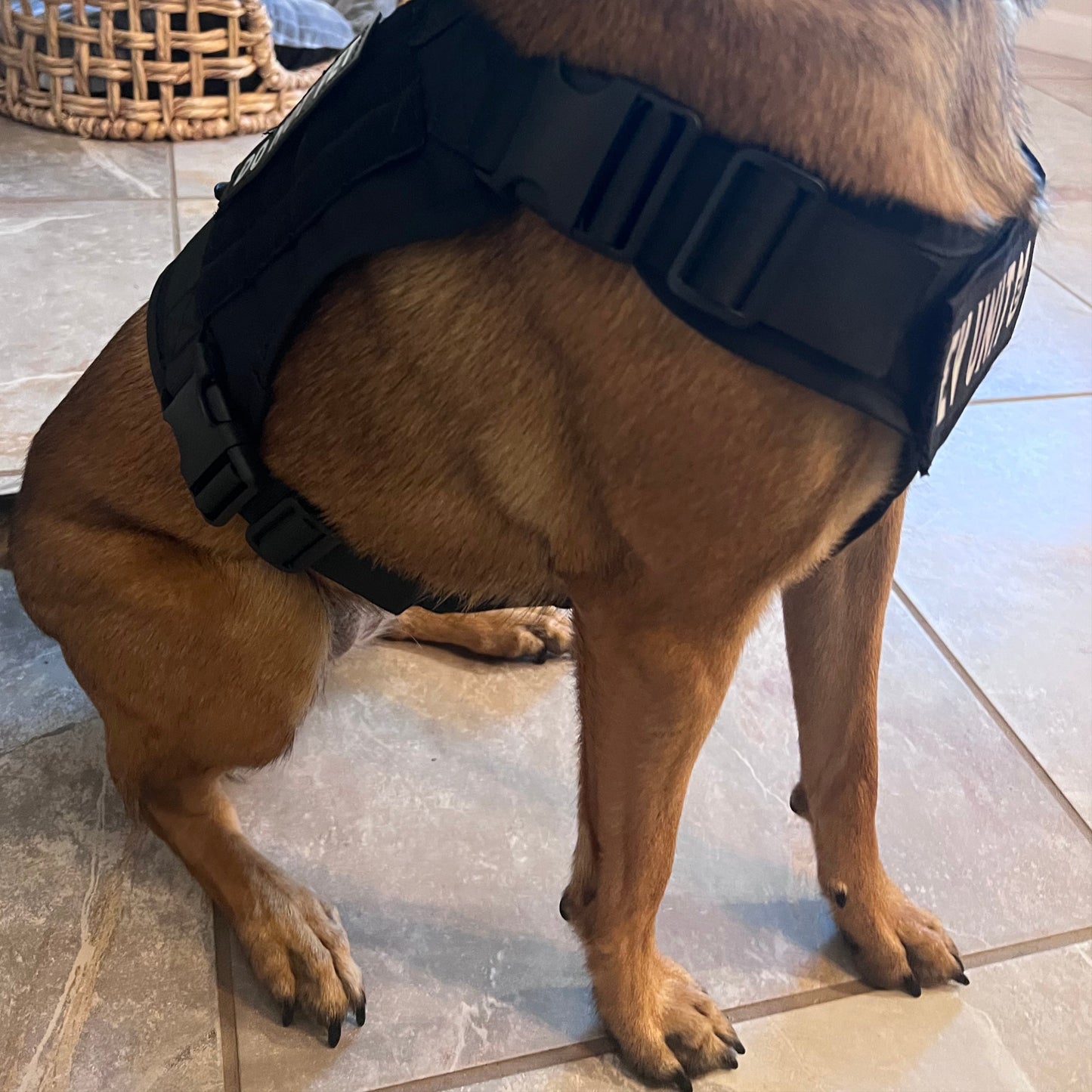 EV UNIT Lead Ready Set- Harness, Collar and Leash! (Size Large)