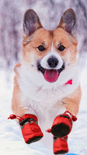 All-Season Pet Paw Protection Booties (Set of 4)