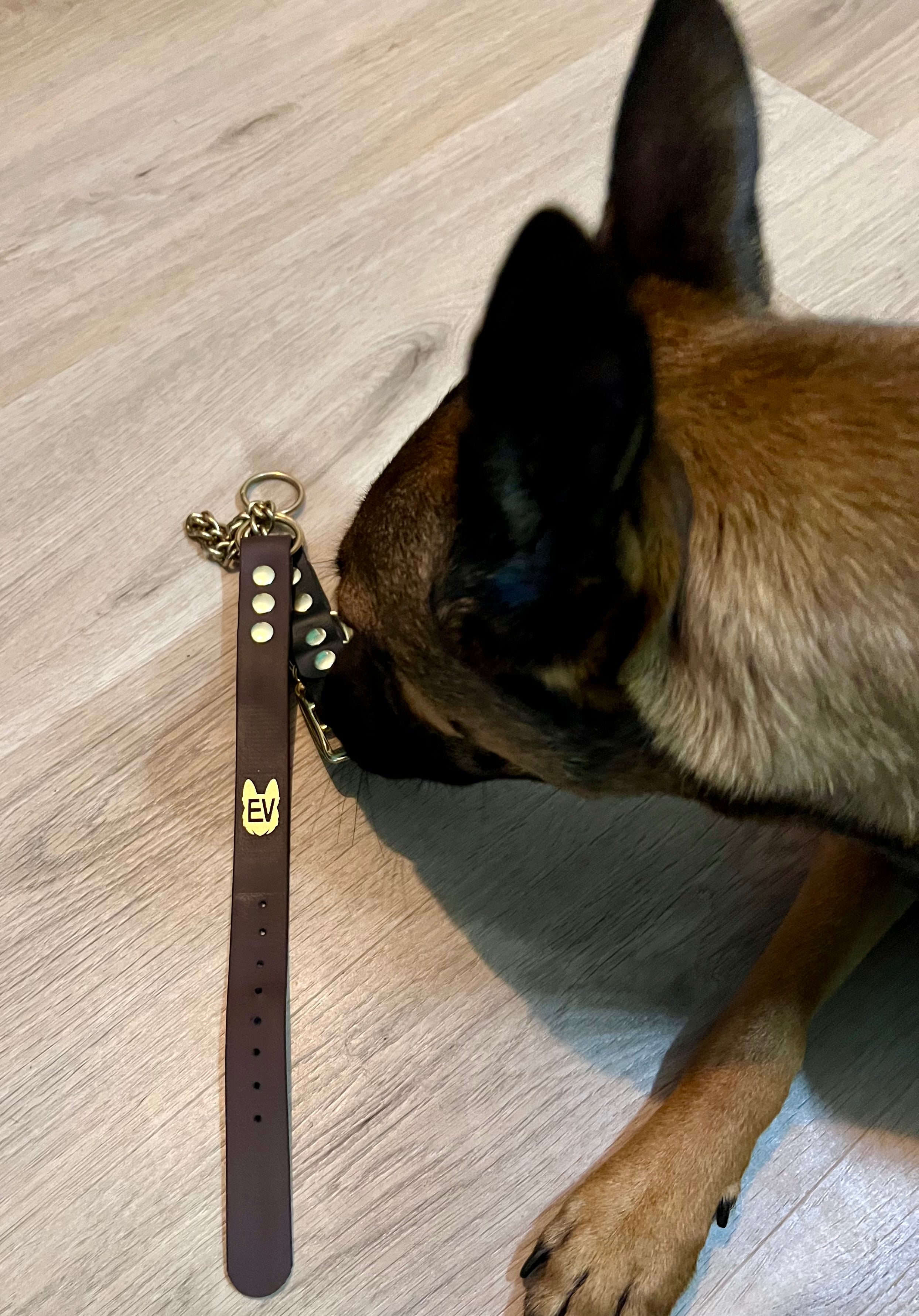 Evie with her own Pinnacle Rock collar in brown with black highlight