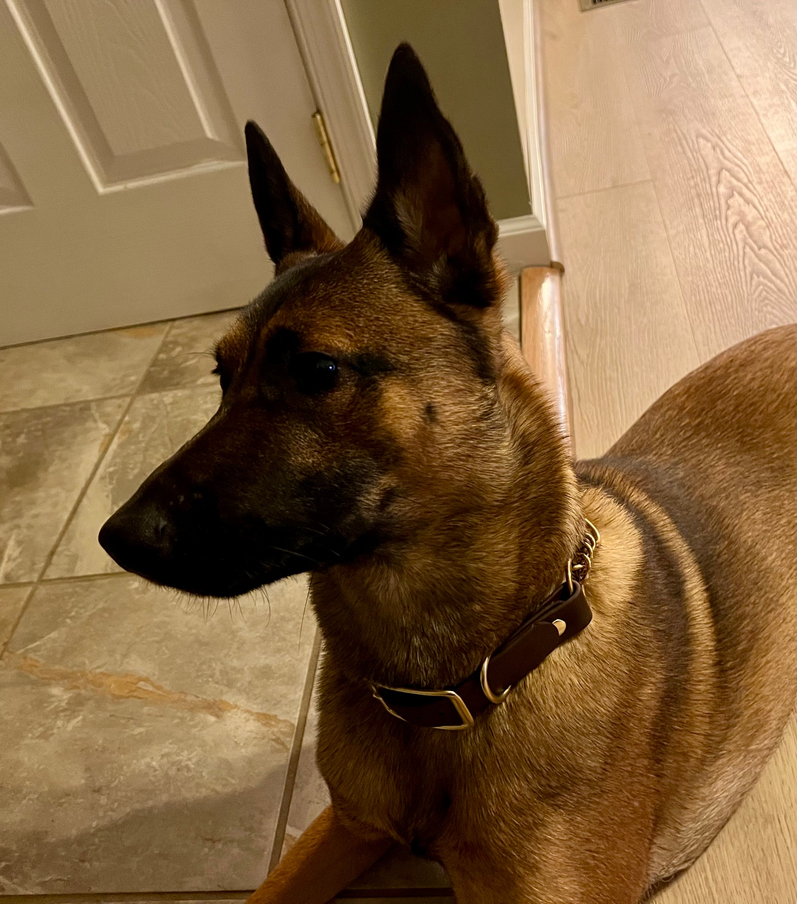 PINNACLE ROCK Adjustable Martingale Collars (1", Brass)