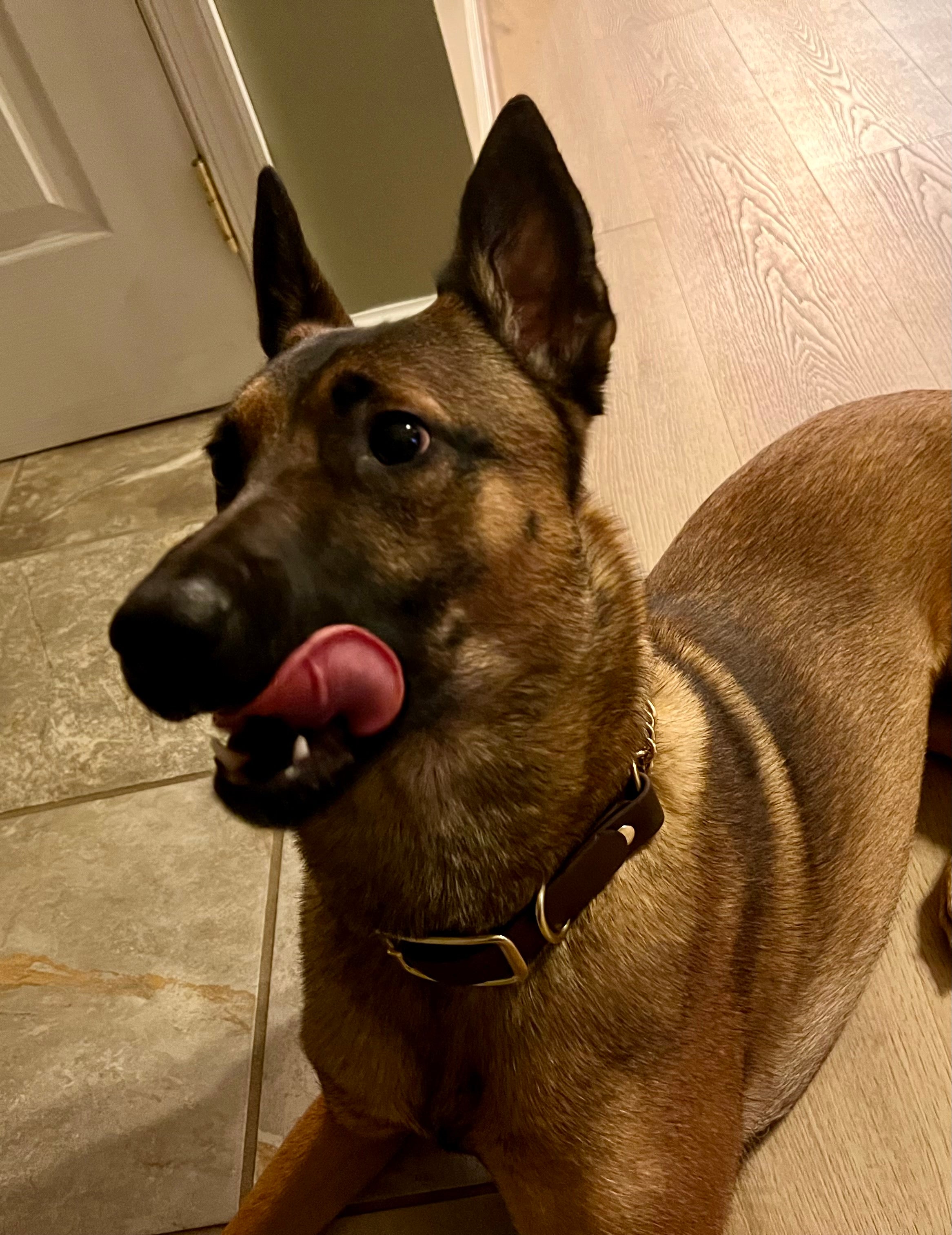 PINNACLE ROCK Adjustable Martingale Collars (1", Brass)