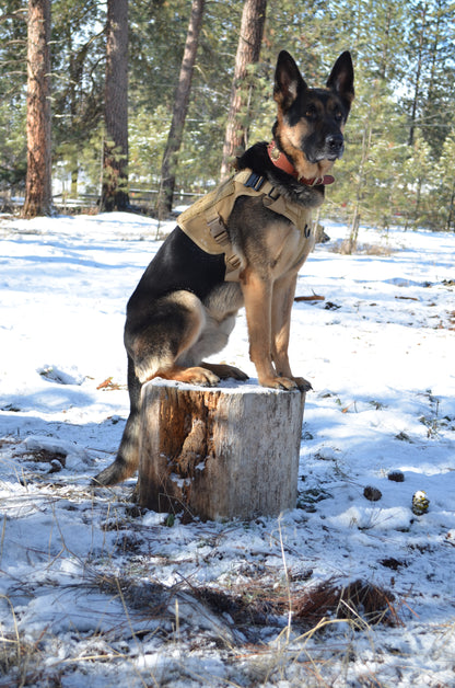 Dog Tactical Harness, Collar, and Leash Gear (Complete Set)