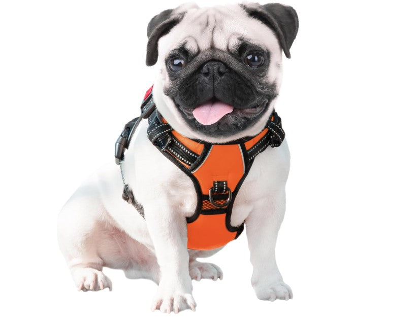 Secure Easy to Put On & Take Off- No-Pull Harness